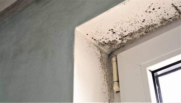 Best Indoor Air Quality Assessment  in Pomona Park, FL