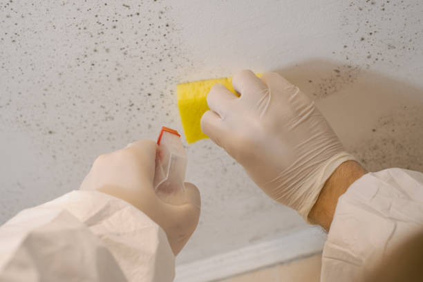  Pomona Park, FL Mold Removal Pros
