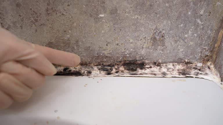 Best Mold Removal for HVAC Installations  in Pomona Park, FL