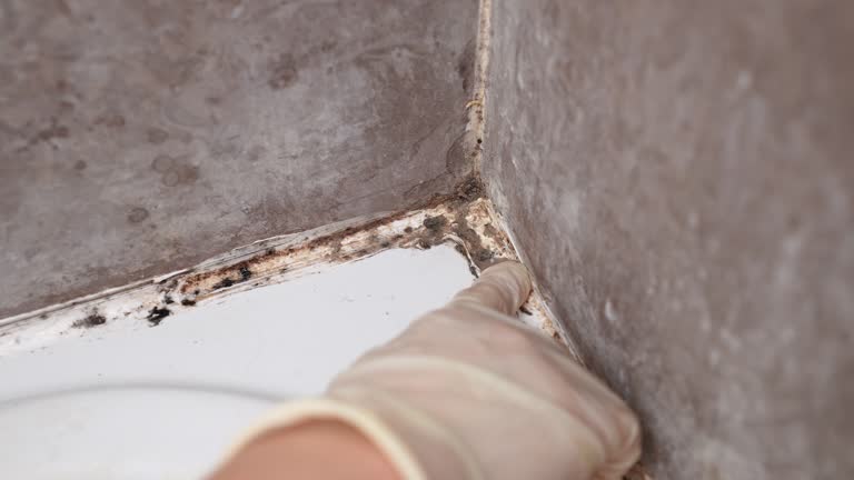 Best Mold Prevention Services  in Pomona Park, FL